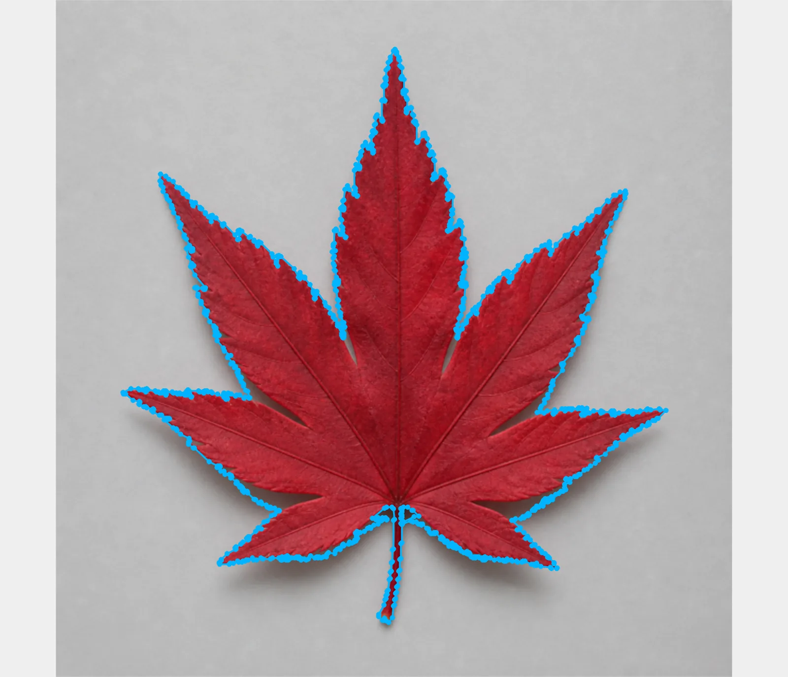 Offscreen Labelme canvas showing the same synthetic crimson maple leaf and mask outlined by a 1,178-point polygon at Detail 80.