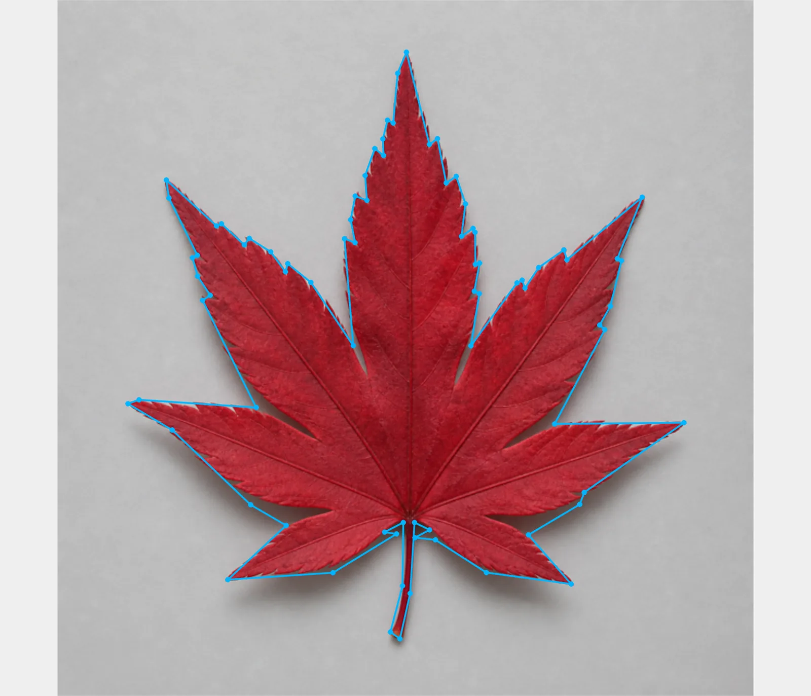 Offscreen Labelme canvas showing a synthetic crimson maple leaf outlined by an 80-point polygon at Detail 0.